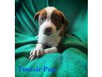 Adopt Tootsie Pop a Chocolate Labrador Retriever