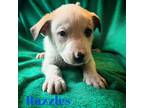 Adopt Razzles a Labrador Retriever, Border Collie