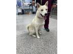 Adopt Casper a Husky