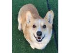 Adopt Fanta a Corgi