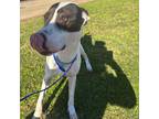 Adopt Kevin a American Staffordshire Terrier, Great Dane