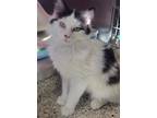 Adopt Cassion a Domestic Long Hair