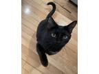 Adopt Boo a Domestic Short Hair