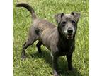 Adopt Smokey Robinson a Dachshund, Labrador Retriever