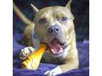 Adopt Jesse James a Pit Bull Terrier, American Staffordshire Terrier