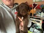 Adopt Patrick a Chocolate Labrador Retriever