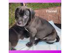 Adopt Flannel ( Bottle Litter) a Black Labrador Retriever, Mixed Breed