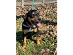 Adopt Bo a Black and Tan Coonhound