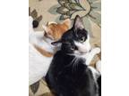 Adopt Puffin a American Shorthair