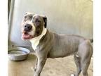 Adopt BARBIE a Pit Bull Terrier