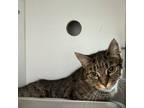 Adopt Muffin - #43 a Domestic Short Hair