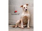 Adopt Lemon a Retriever