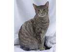 Adopt Freya a Domestic Short Hair, American Shorthair