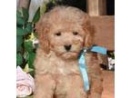 Poodle (Toy) Puppy for sale in Lewisburg, PA, USA