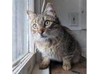 Adopt Jesse Rover a Domestic Medium Hair