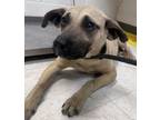 Adopt Ina a Black Mouth Cur, Mixed Breed
