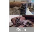 Adopt Greta a Domestic Medium Hair