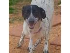 Adopt Barbie a English Pointer, Whippet