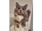 Adopt Squiggles a Domestic Long Hair