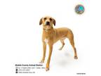 Adopt TOOTSEY a Black Mouth Cur, Mixed Breed