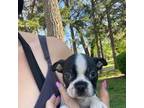 Boston Terrier Puppy for sale in Fredonia, KS, USA