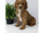 Cavapoo Puppy for sale in Millersburg, OH, USA