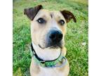 Adopt Maggie a Black Mouth Cur, Pit Bull Terrier