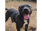 Adopt Cupcake a American Staffordshire Terrier