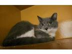 Adopt Sweetie a Domestic Short Hair