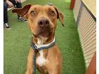 Adopt RAFF a Pit Bull Terrier, Mixed Breed