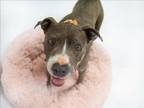 Adopt VESTA a Pit Bull Terrier, Mixed Breed