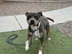 Adopt STARLIGHT a American Staffordshire Terrier, Mixed Breed