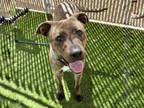 Adopt ALISHA a Pit Bull Terrier