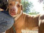 Adopt TANGERINE a Pit Bull Terrier, Mixed Breed