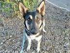 Adopt GLO a German Shepherd Dog