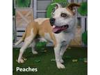 Adopt Peaches a Pit Bull Terrier