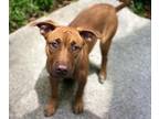 Adopt PRINCESS LOLA a Pit Bull Terrier, Mixed Breed