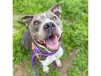 Adopt MAMAS a Staffordshire Bull Terrier, Mixed Breed