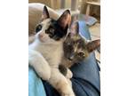 Adopt Paisley and Patches a Calico