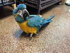 Adopt Trina a Macaw