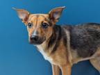 Adopt CANDY B LOVE a German Shepherd Dog, Labrador Retriever