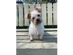 Adopt Odette a Terrier, Mixed Breed