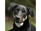 Adopt Harley a Shepherd, Doberman Pinscher