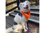 Adopt Bliss a Australian Shepherd, Mixed Breed