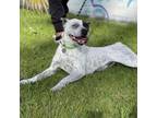 Adopt Katie a Australian Cattle Dog / Blue Heeler, Boston Terrier