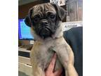 Adopt A683793 a Pug