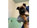 Adopt BABY CUB a German Shepherd Dog, Mixed Breed