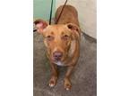 Adopt DAPHNE a Pit Bull Terrier