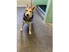 Adopt FREYA a Husky