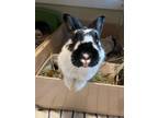 Adopt ROCKETTE a Bunny Rabbit